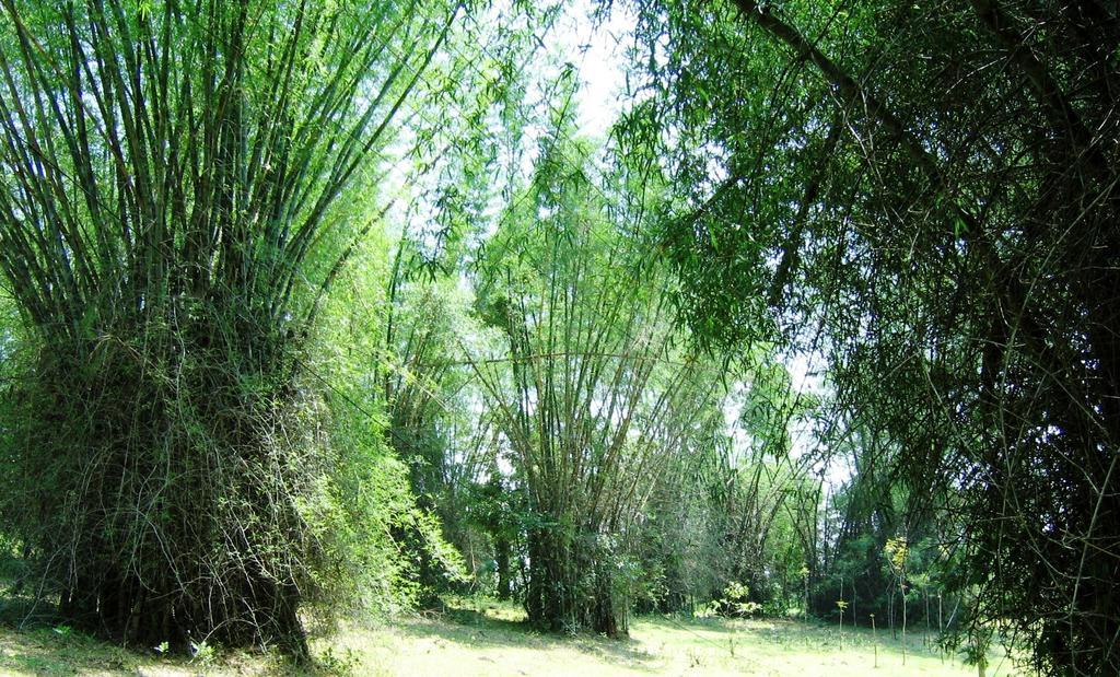 Marg Stream Valley Vythiri Zewnętrze zdjęcie